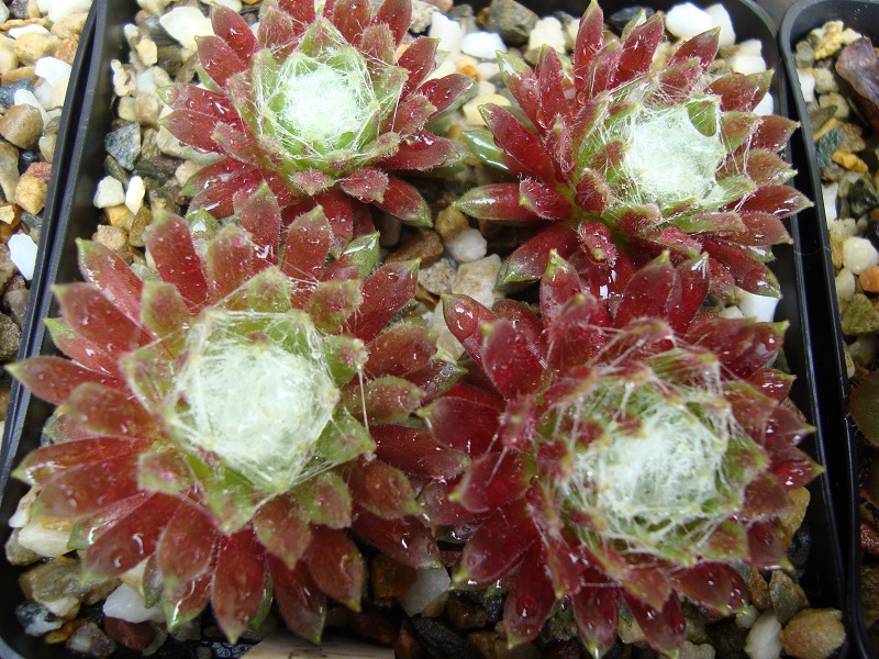 Vitementosum
