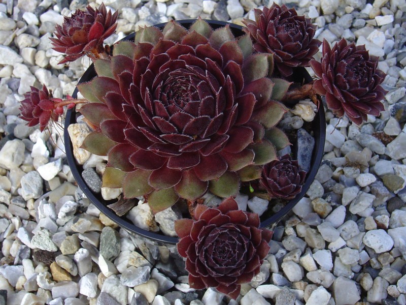 Velvet Blush
