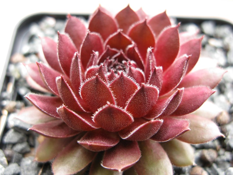 Velvet Blush