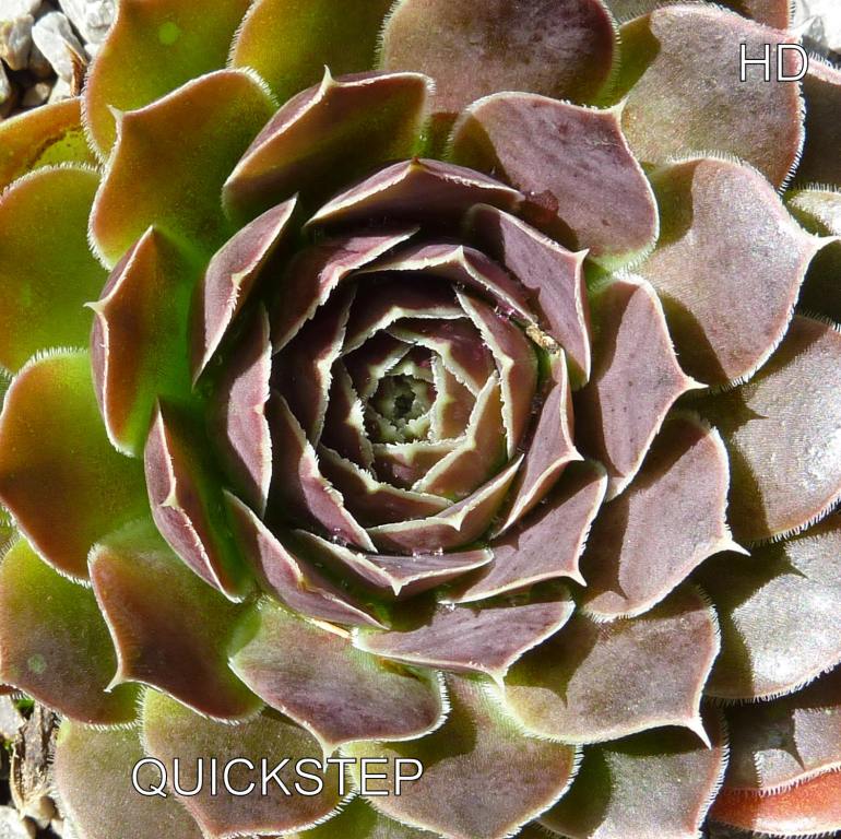Quickstep / Jovi