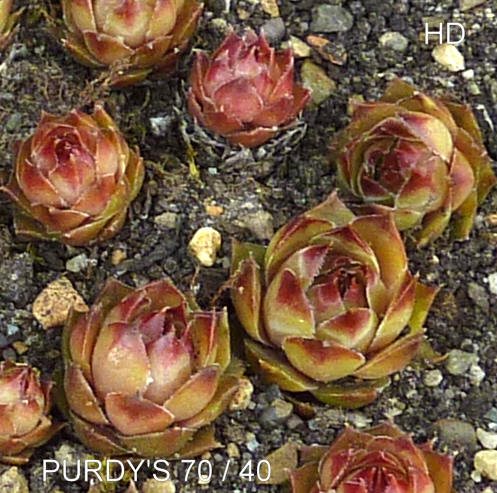 Purdy's 70-40