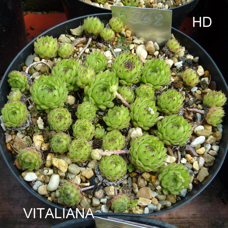 Vitaliana