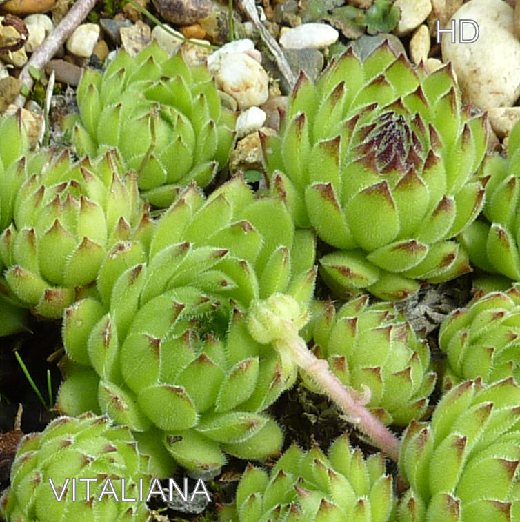 Vitaliana