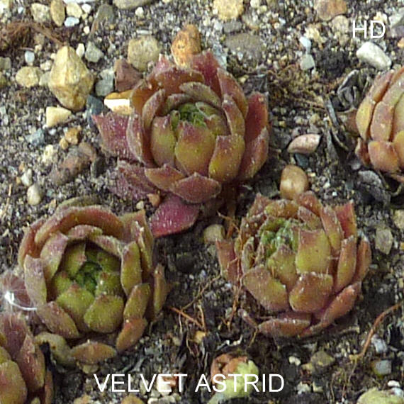 Velvet Astrid