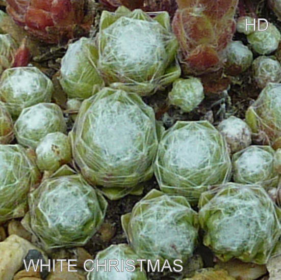 White Christmas