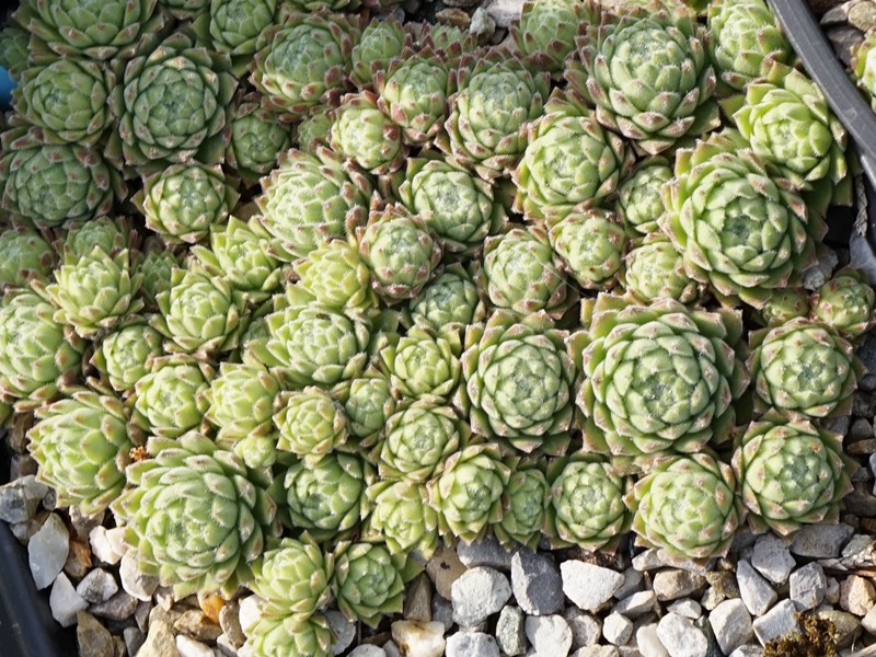 Reinhilde