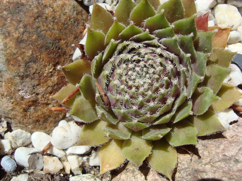 Roter Edelstein