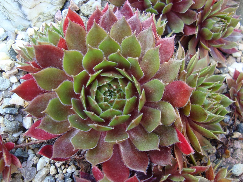 Polaris