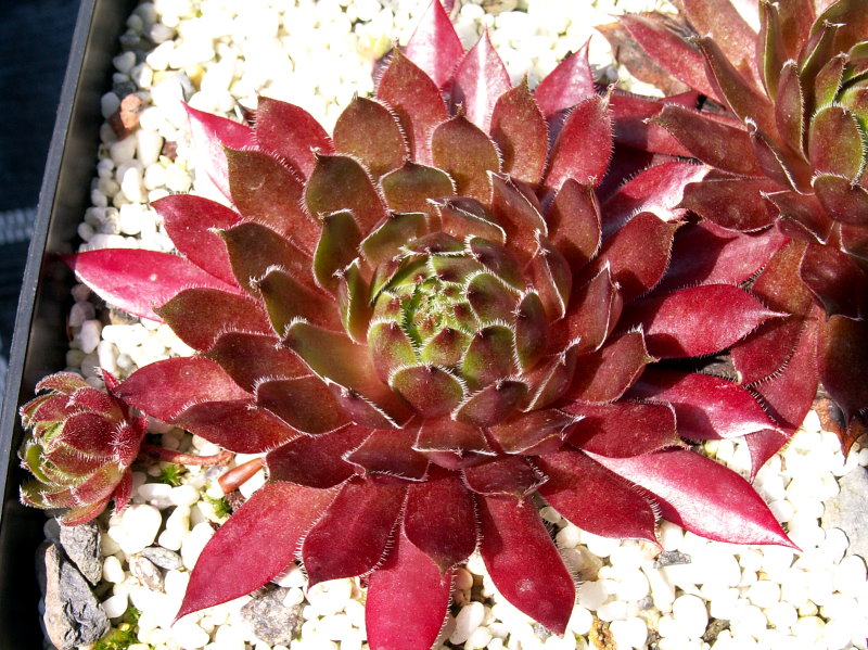 Polaris