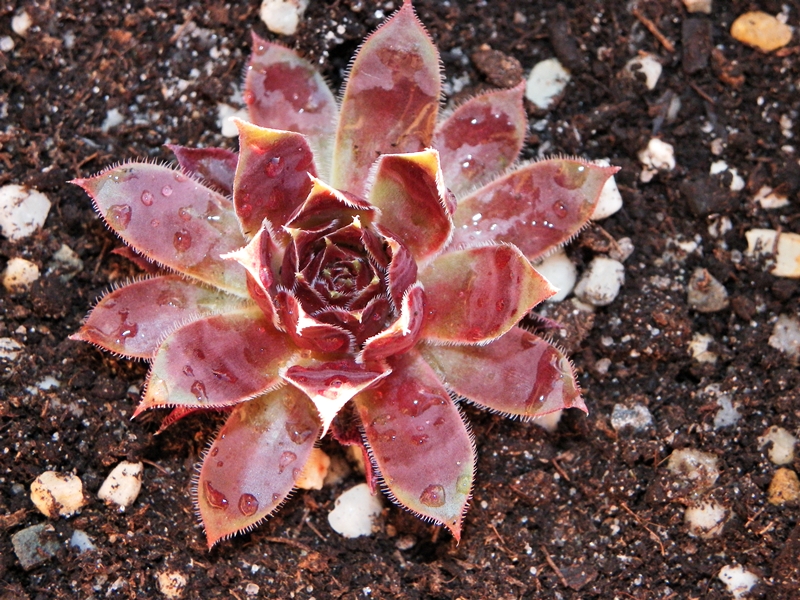 Purple Dazzler