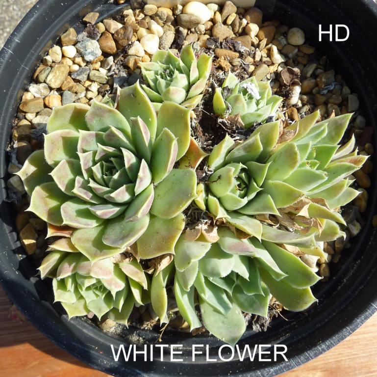 White Flower / Jovi