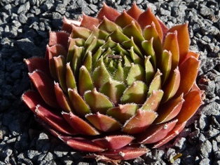 Polaris