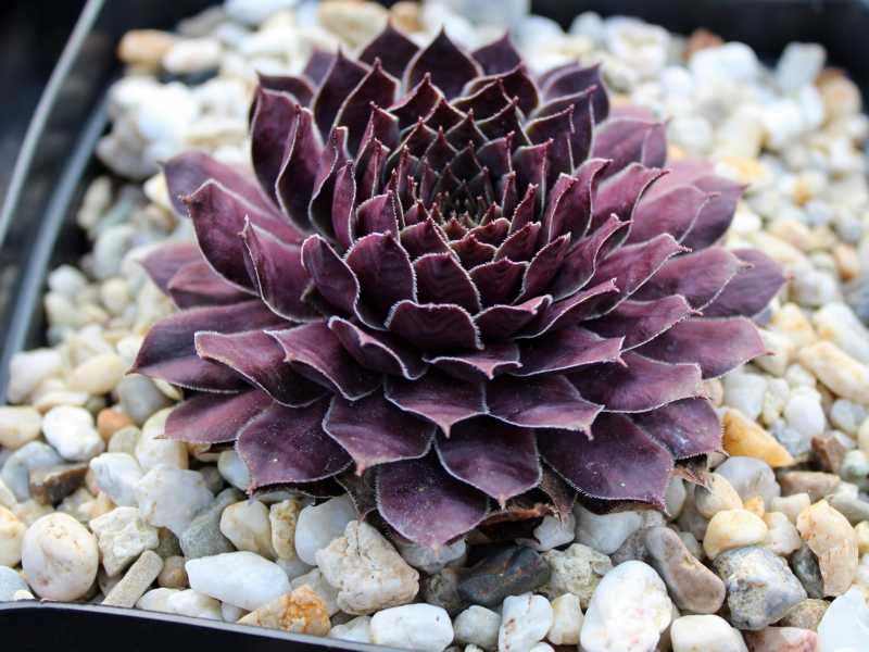 Purple Dazzler