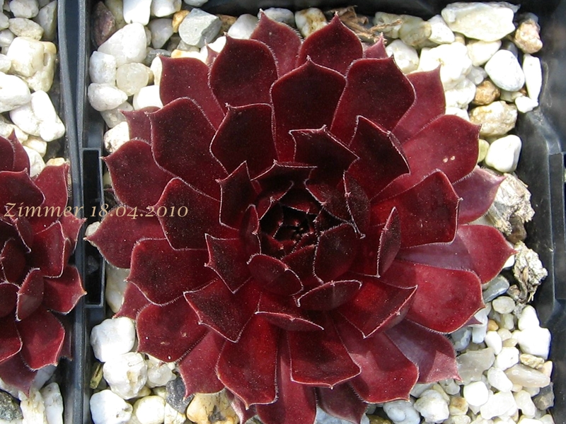 Polaris