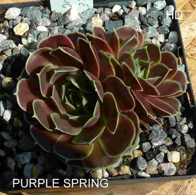 Purple Spring / Jovi
