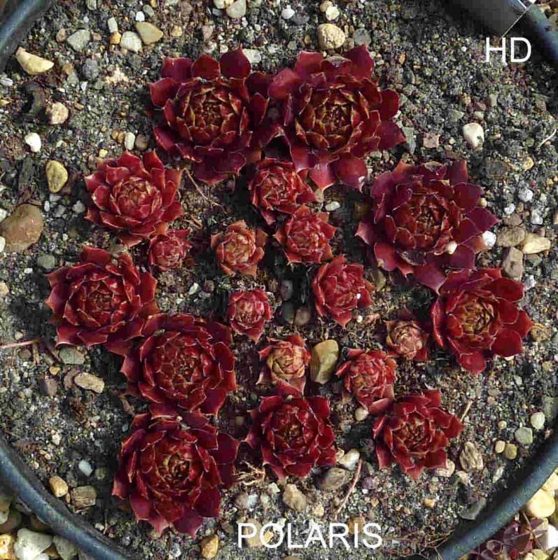 Polaris