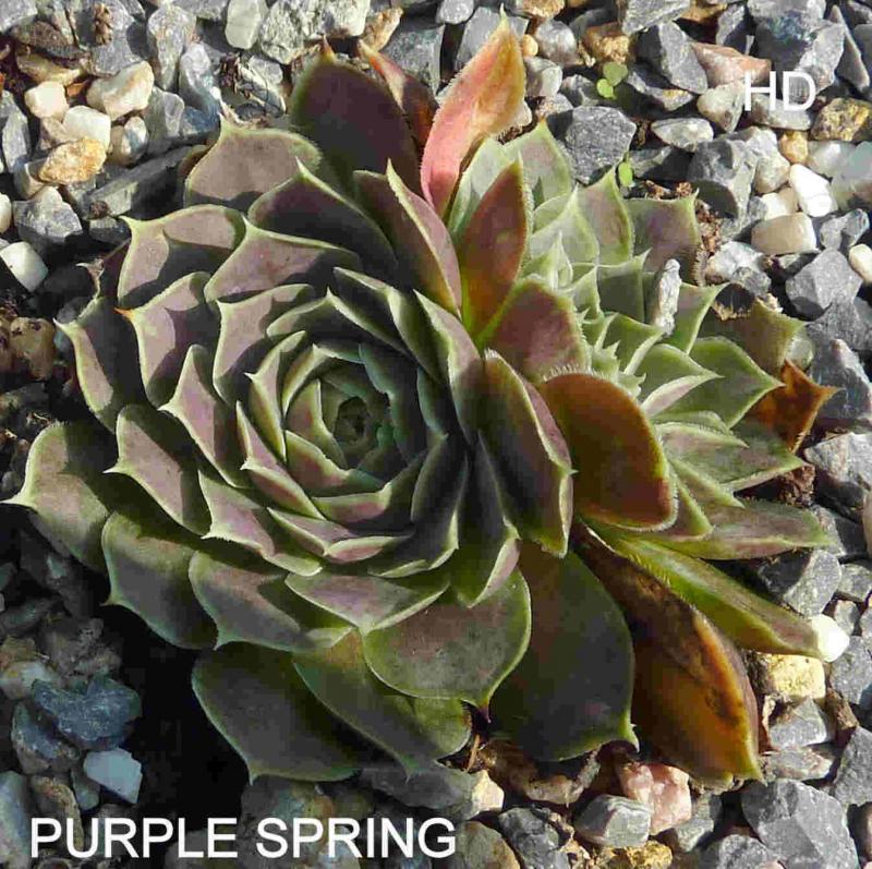 Purple Spring / Jovi
