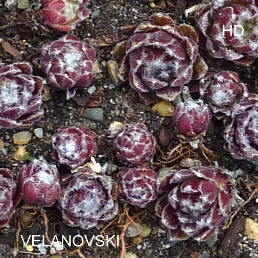Velanovski