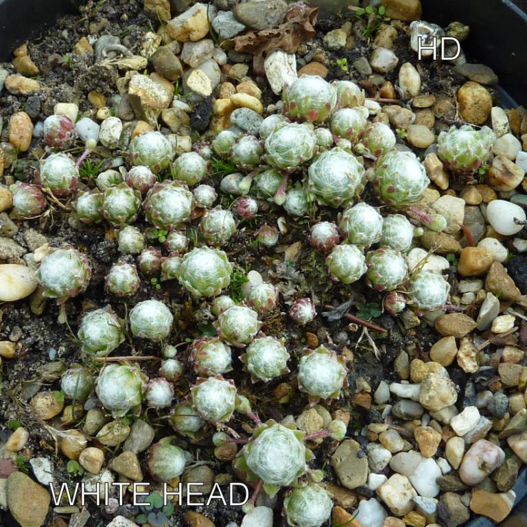White Head