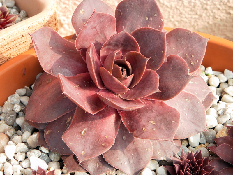 Pseudoornatum