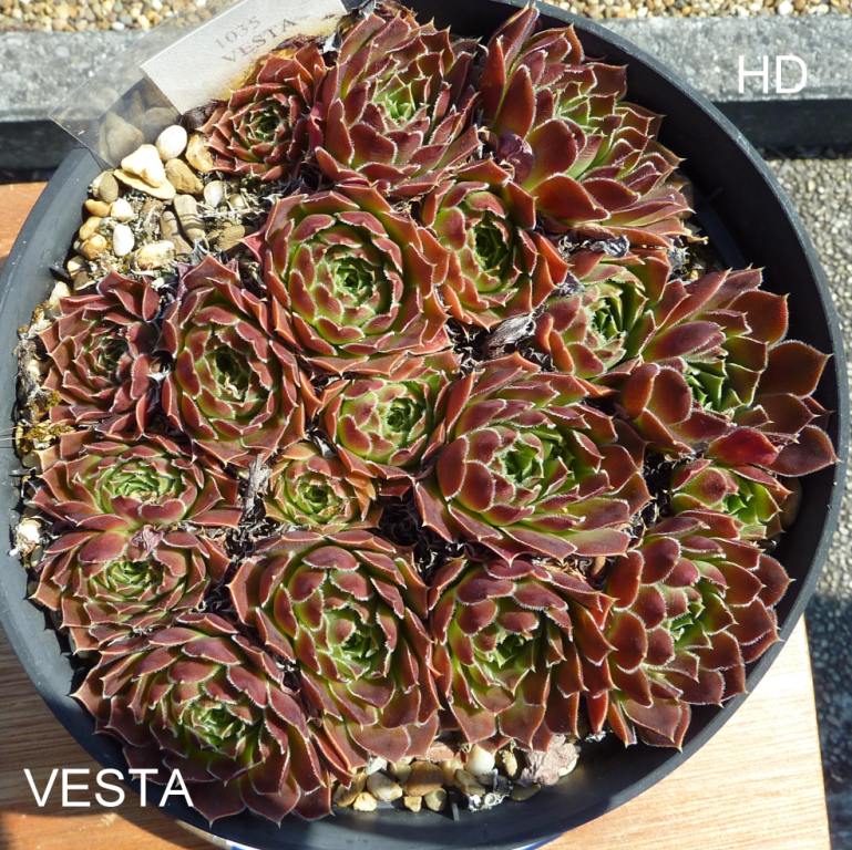 Vesta / Jovi