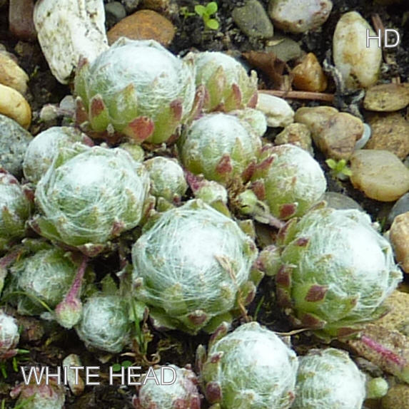 White Head