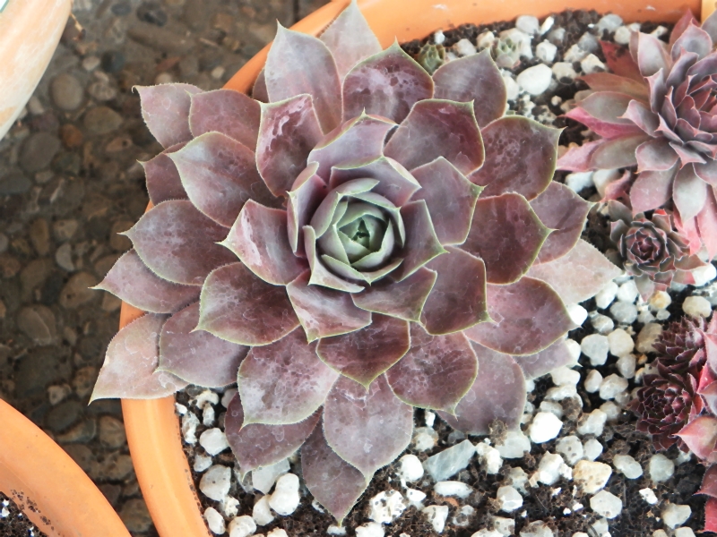 Pseudoornatum
