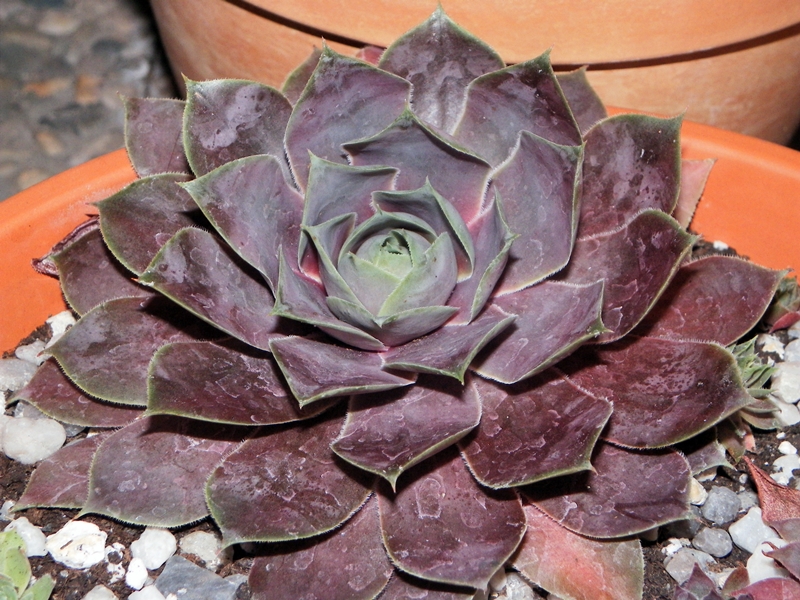 Pseudoornatum