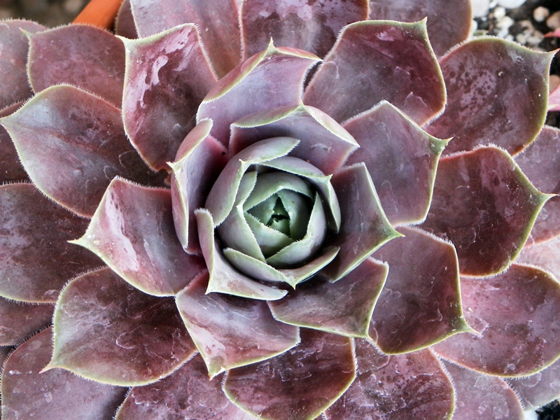 Pseudoornatum