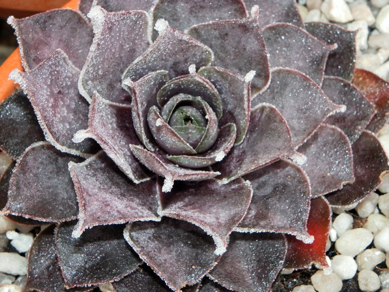 Pseudoornatum