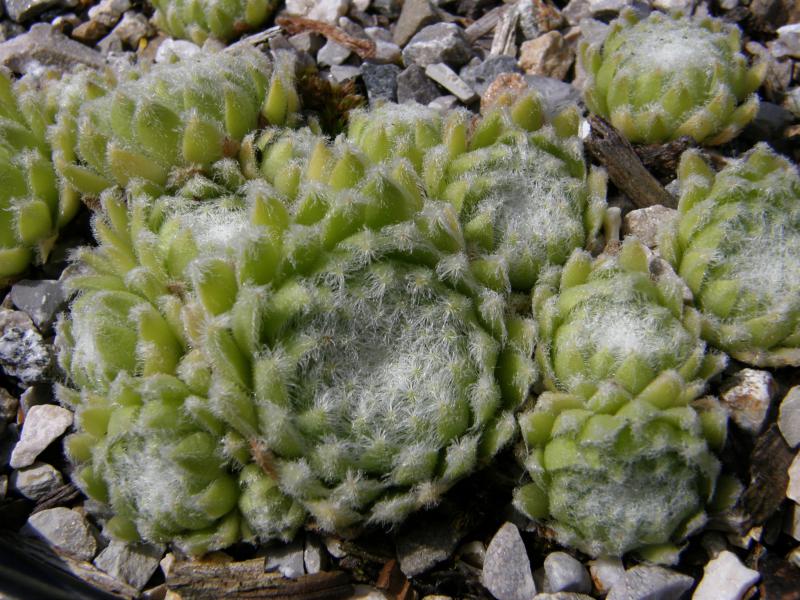 Wolllaus