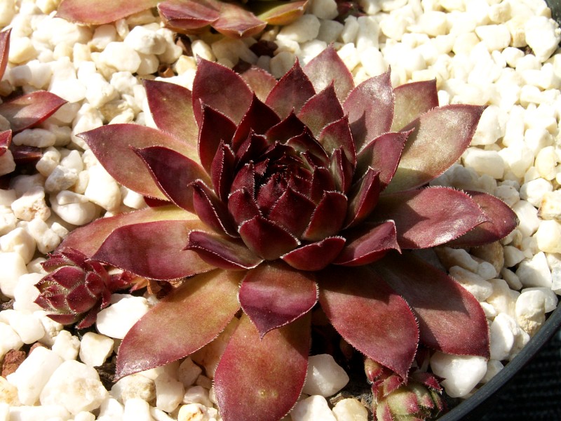 Purple Bronze