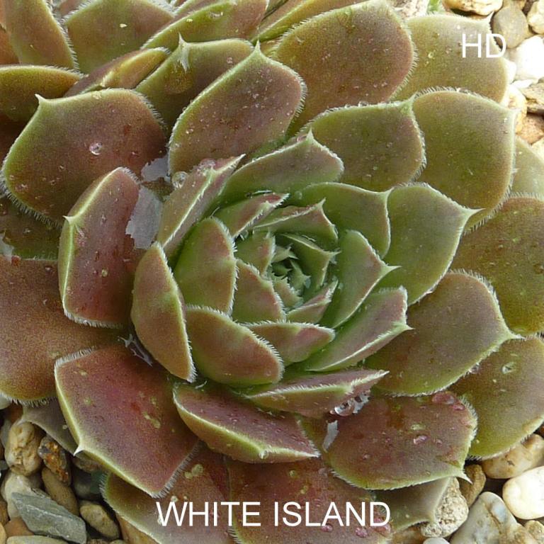 White Island / Jovi