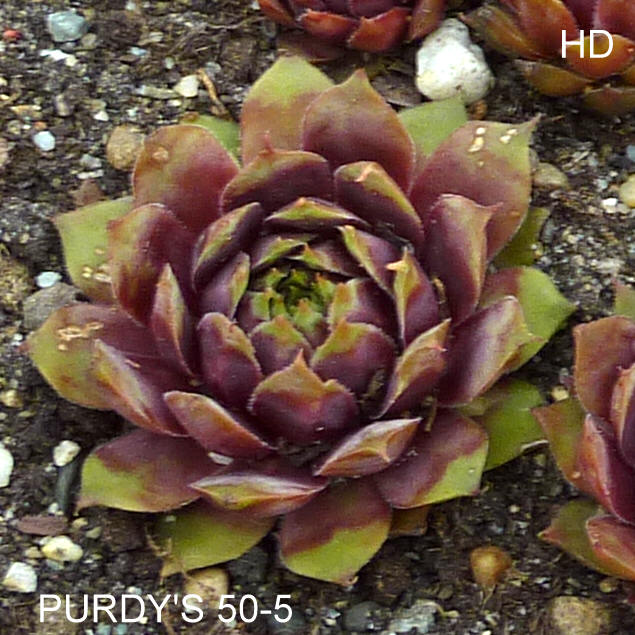Purdy's 50-5