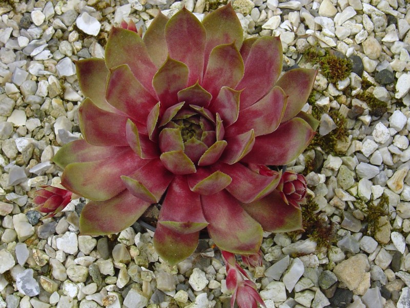 Waterlily ( II )