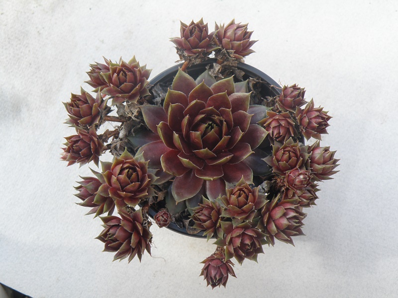 Waterlily ( II )