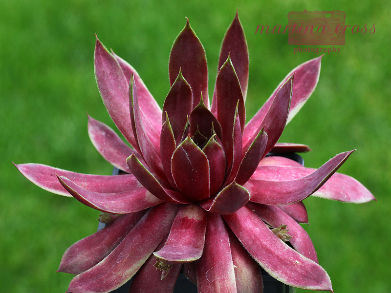 Waterlily ( II )