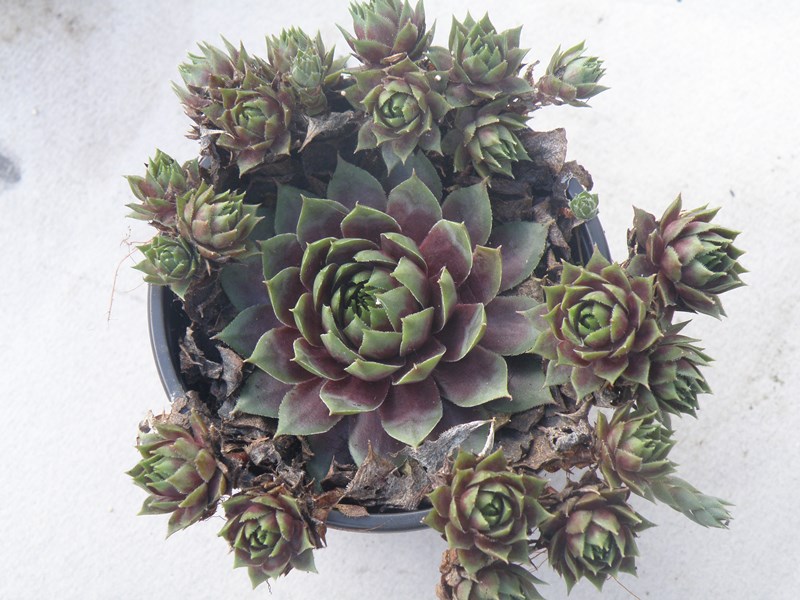 Waterlily ( II )