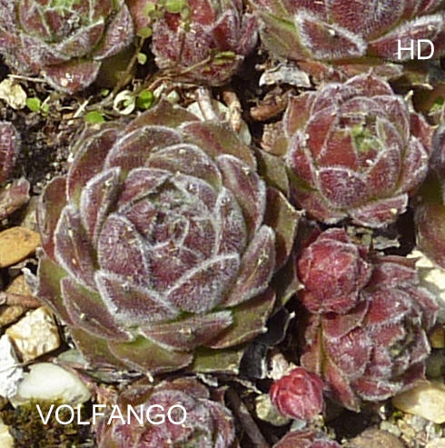 Volfango
