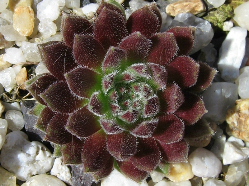 Rotschenkel