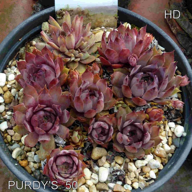 Purdy's 50