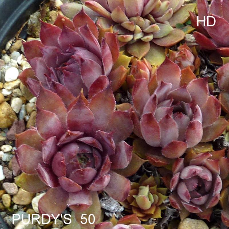 Purdy's 50