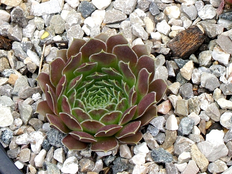 Rosette Kokette / Jovi