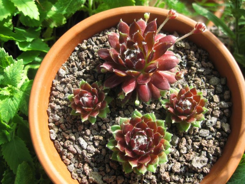 Rubrum
