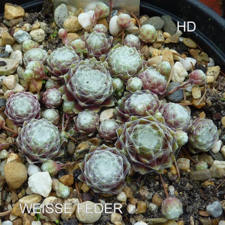 Weisse Feder