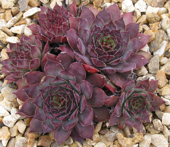 Plumb Rose