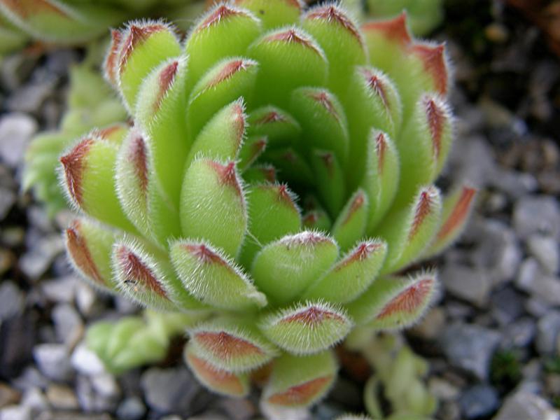 Westchester Seedling