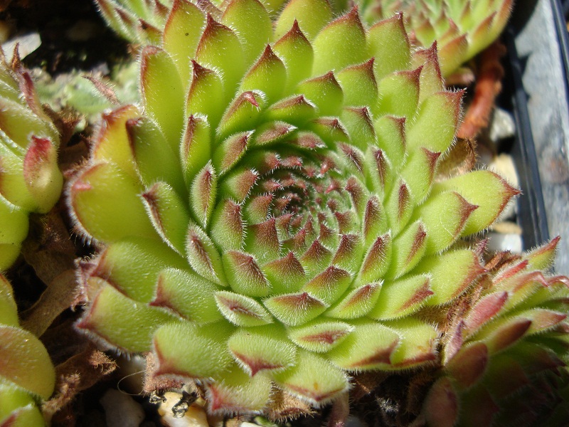 Westchester Seedling