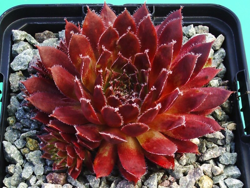 Purple Passion