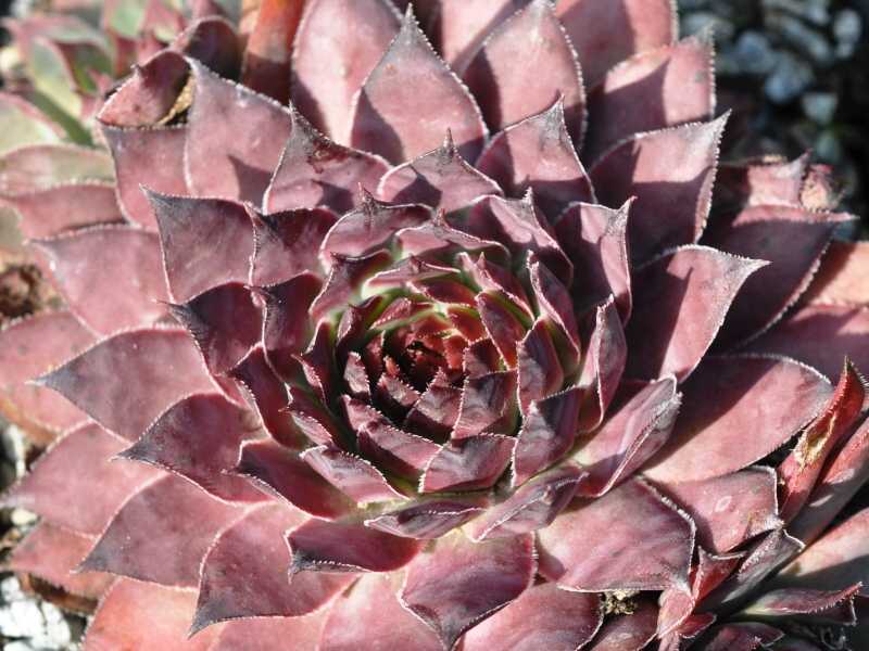 Plumb Rose